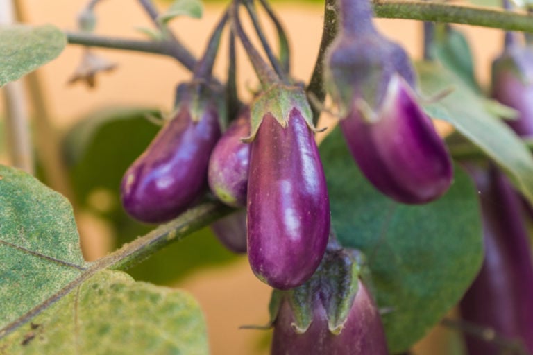 37 Edible Plants You Can Easily Grow In a Hanging Basket