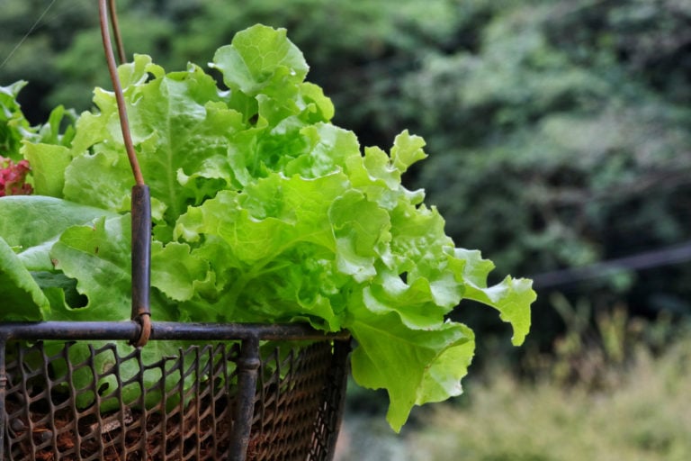 37 Edible Plants You Can Easily Grow In a Hanging Basket