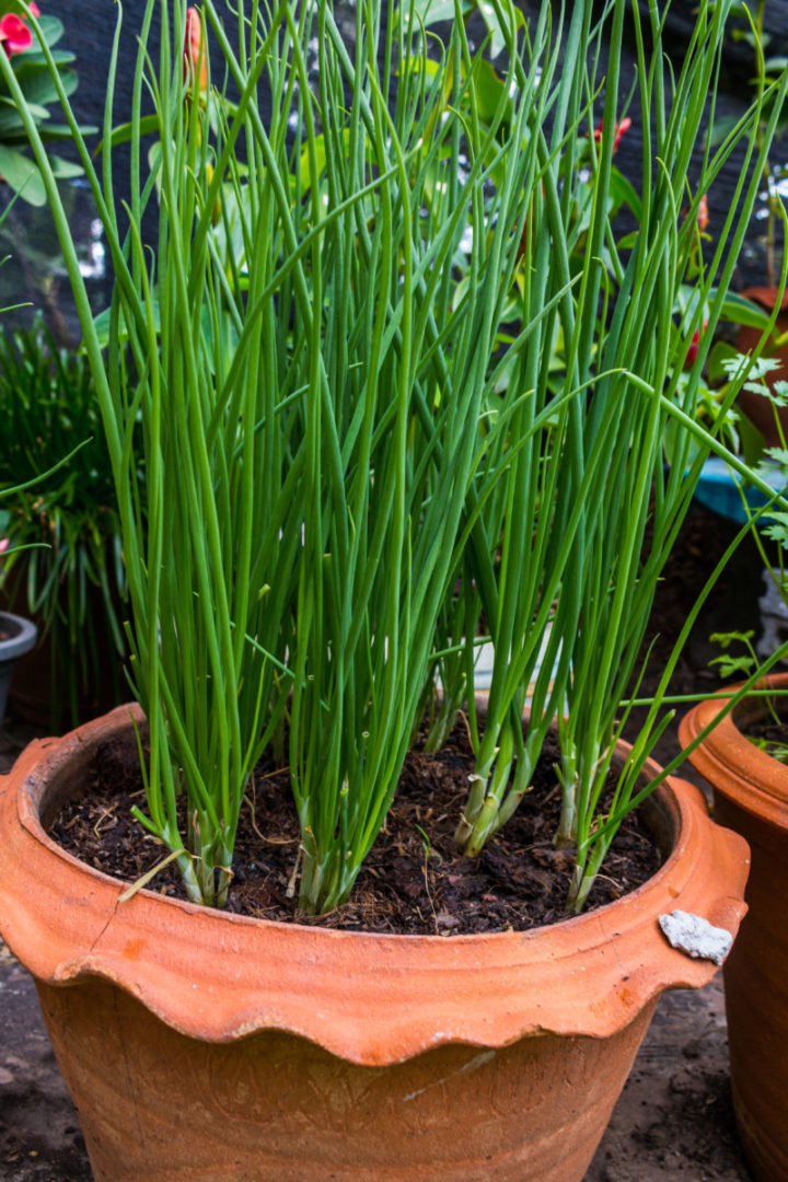 37 Edible Plants You Can Easily Grow In a Hanging Basket