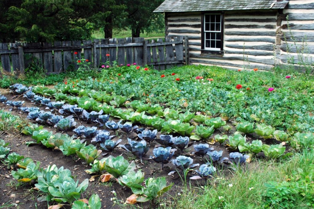 A lovely vegetable patch growing behind a rustic log cabin.