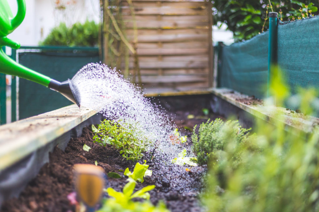 Watering can showering a raised bed with water.