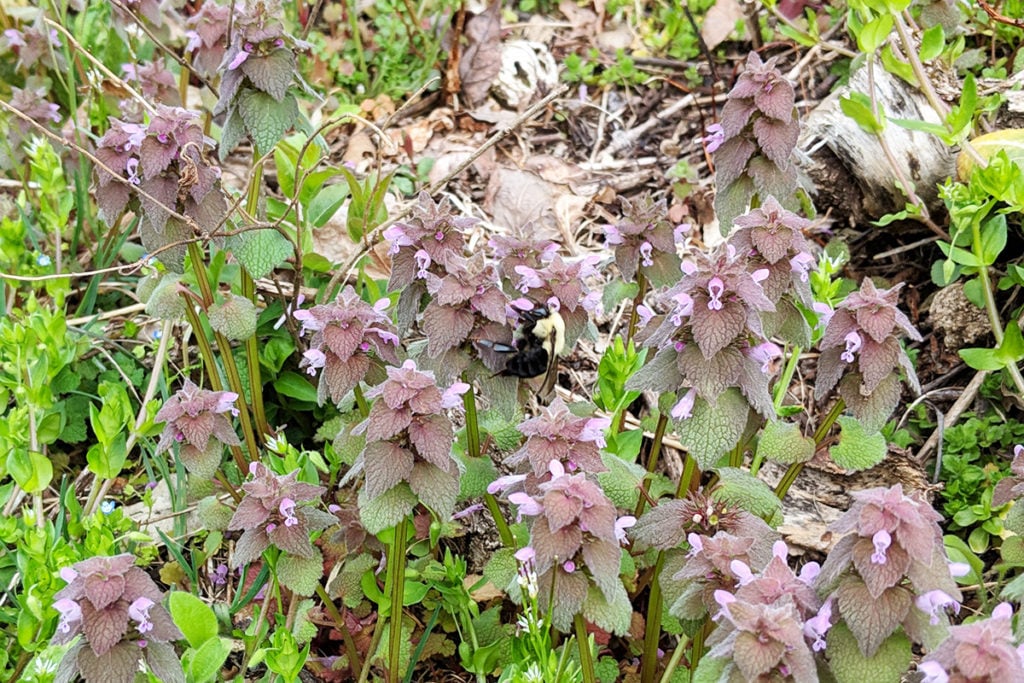 A bumble bee on purple dead nettle.