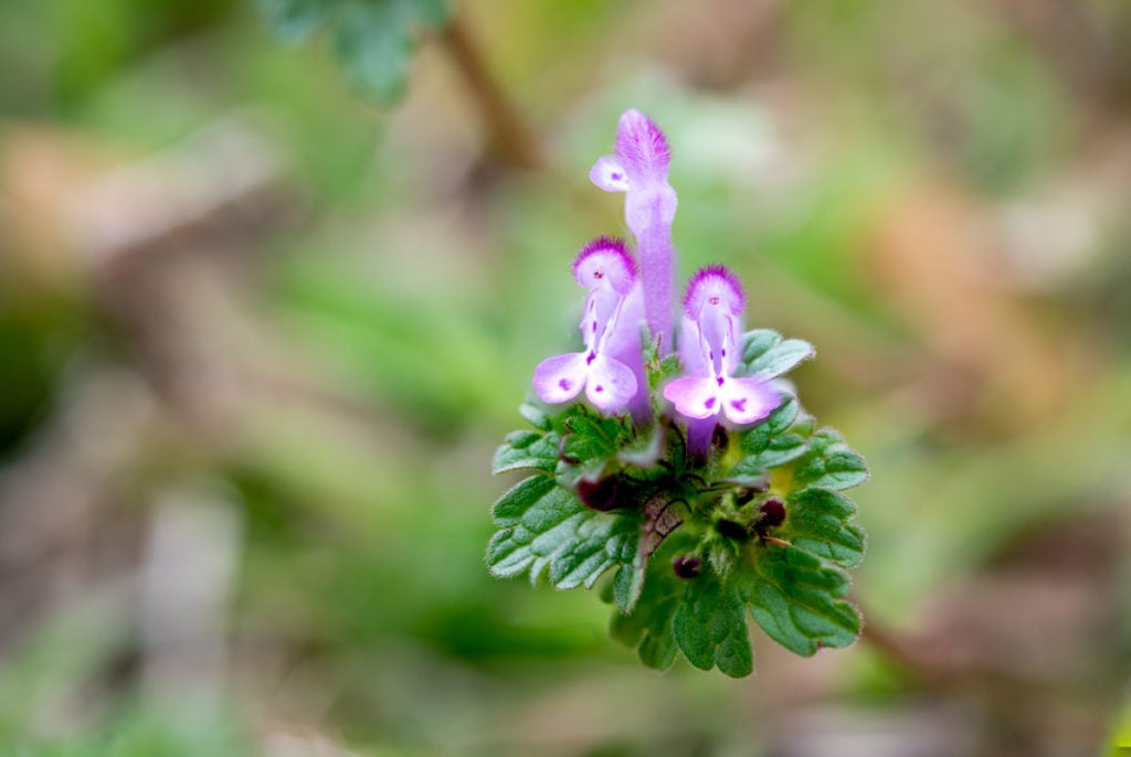 A close up of henbit.