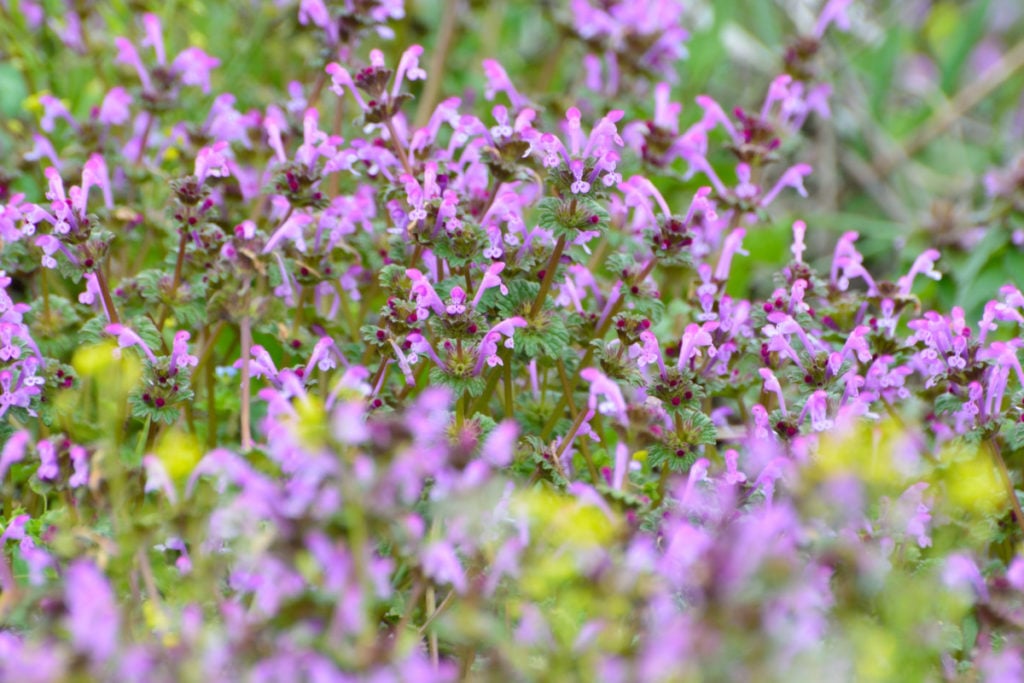 A patch of henbit.