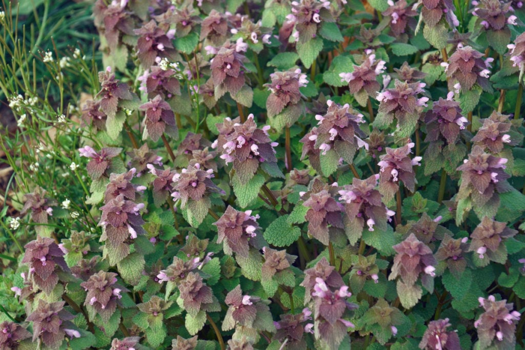 A patch of purple dead nettle.
