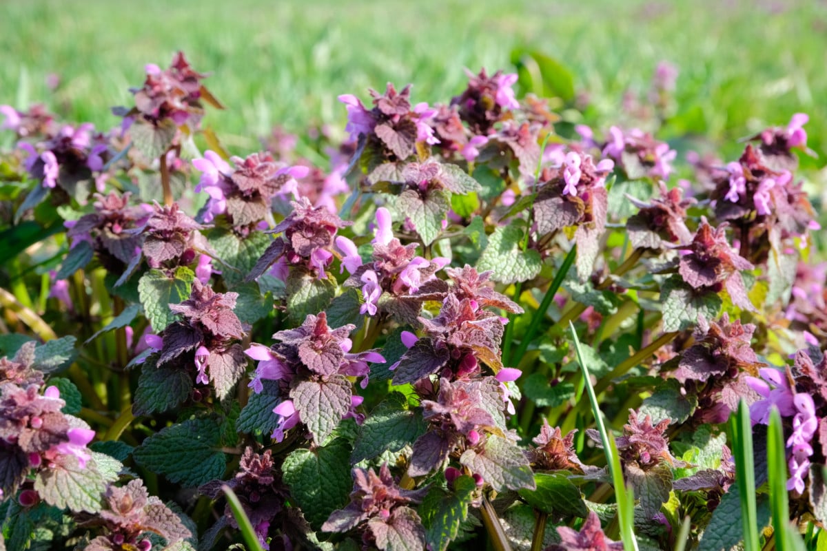 Purple Dead Nettle 12 Reasons To Pick This Early Spring Edible