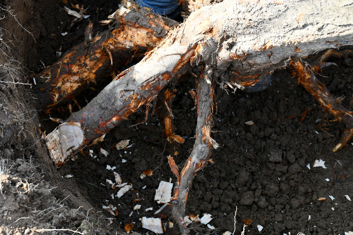 How To Completely Remove a Tree Stump By Hand