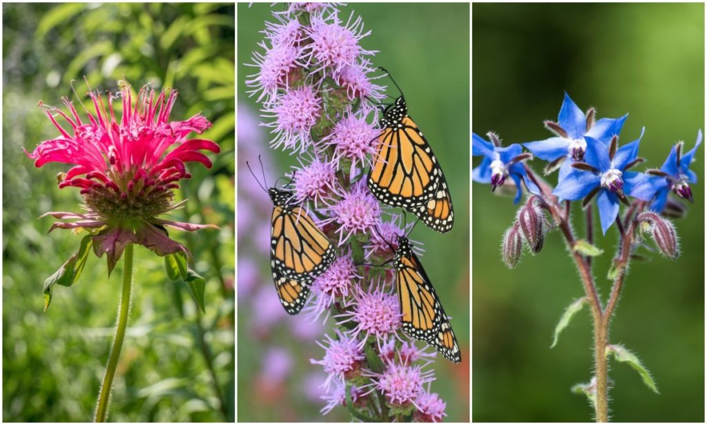 60 Plants to Attract Bees, Butterflies and Other Important Insects