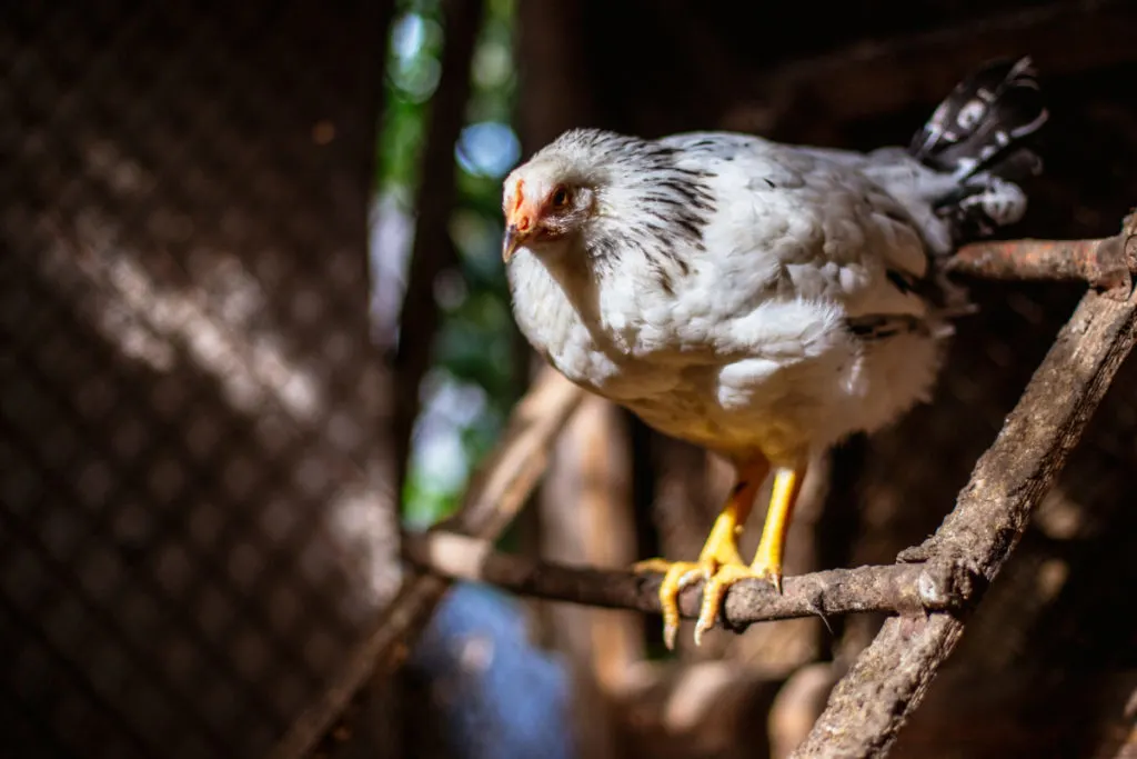 A chicken sits on a tree branch roost in a coop.