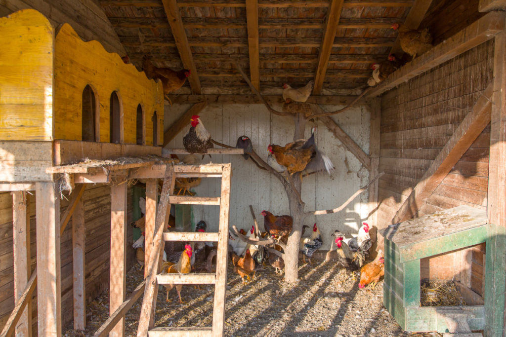 Chickens sit on a tree set up in the coop as a roost.