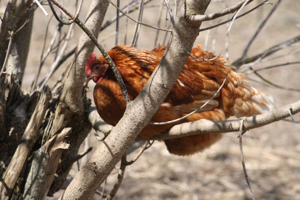 A chicken roosting in a tree.