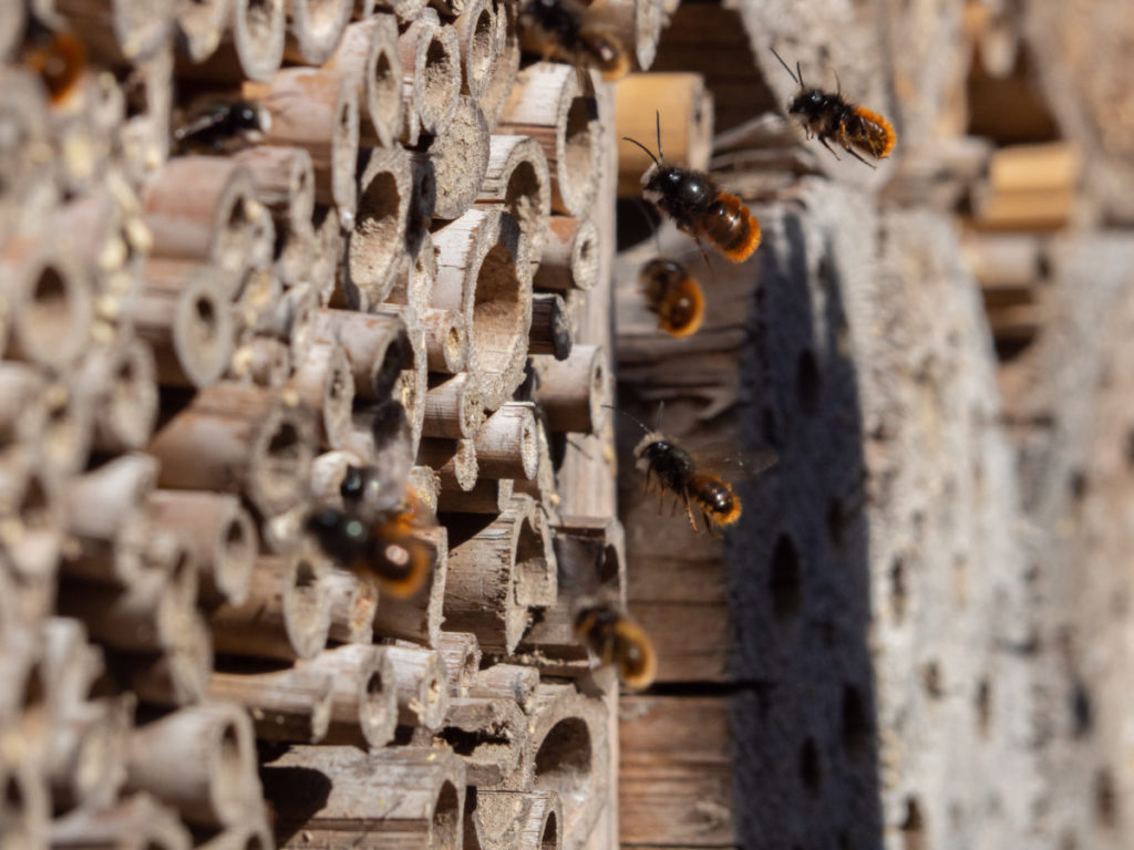 Wild mason bees entering the reeds of a bee hotel.