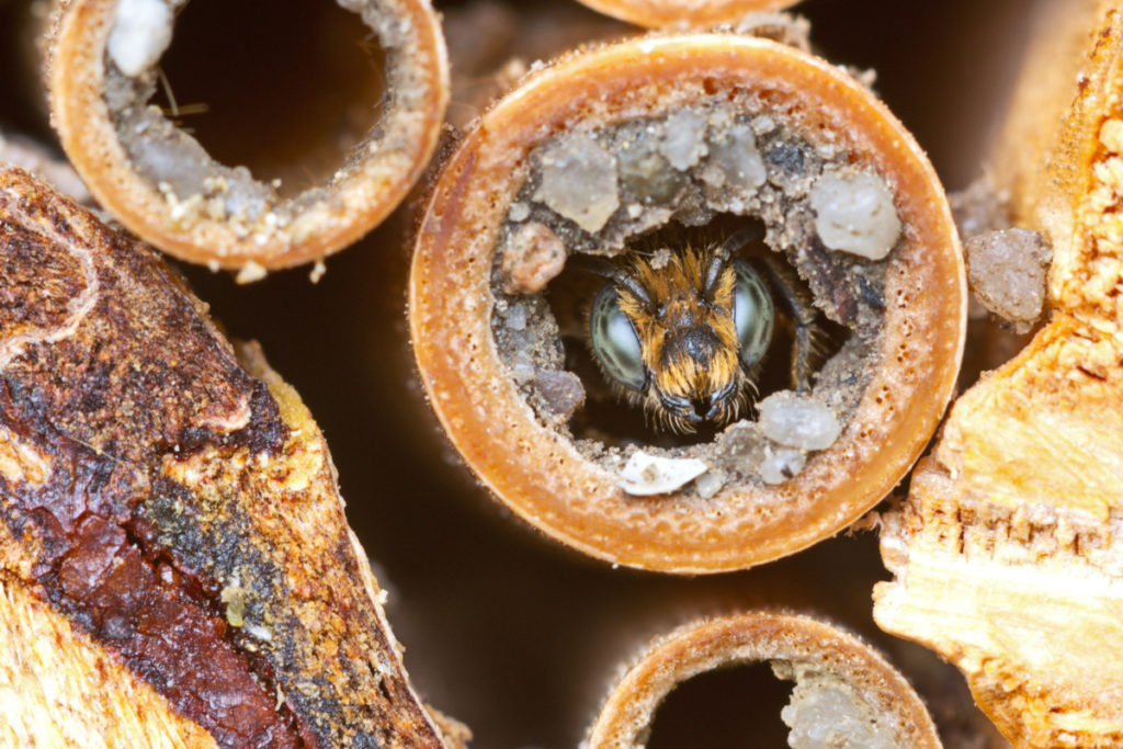 Close up of a mason bee emerging from a nest.