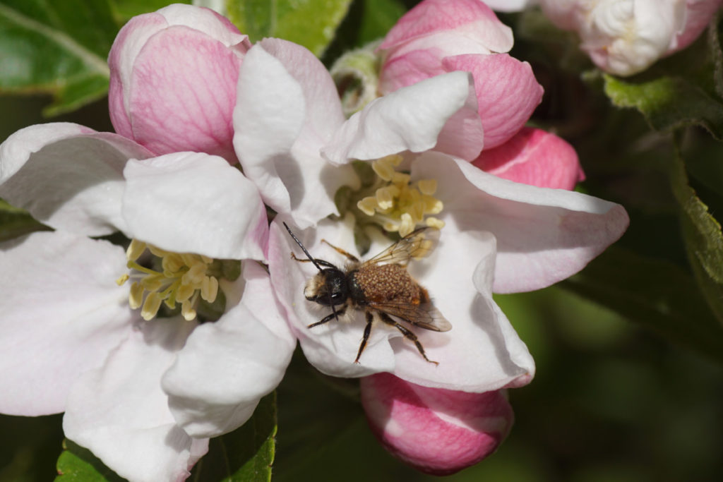 A mason bee covered in mites sitting on an apple blossom. 
