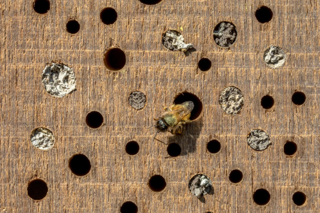 A mason bee is climbing out of the hole of a piece of wood drilled with holes for bees to lay their eggs in. Many of the holes have been capped.