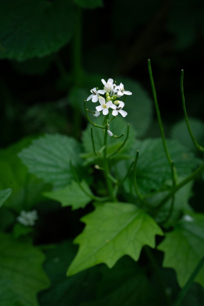 A garlic mustard flower head with seed pods.