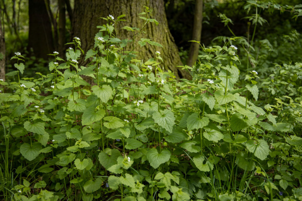 A stand of garlic mustard at the base of a tree in shaded woods.