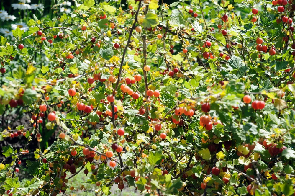 How To Plant Grow A Gooseberry Bush, Outdoor Landscapes Canada Gooseberry