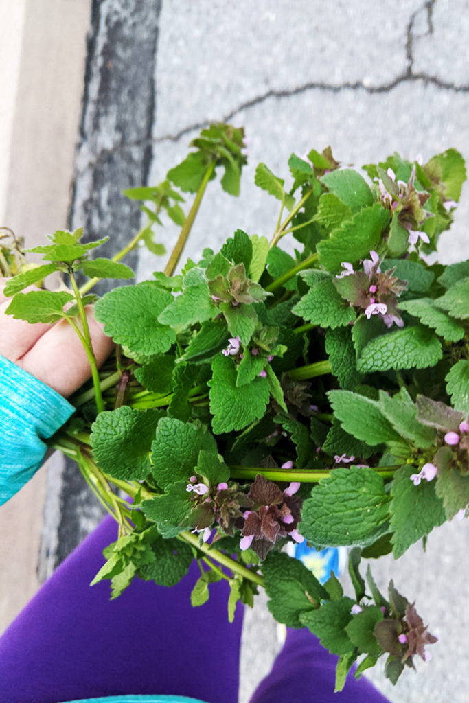Me carrying a bunch of purple dead nettle on my run. I am running on concrete.