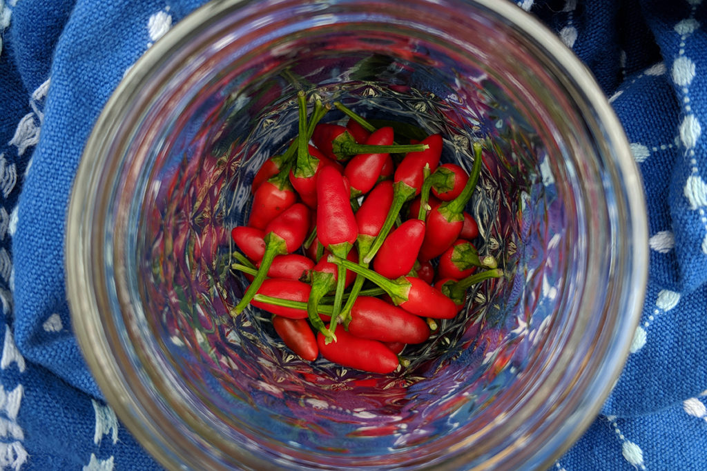 A jelly jar with tiny Piri Piri peppers sitting on a cobalt blue kitchen towel. 
