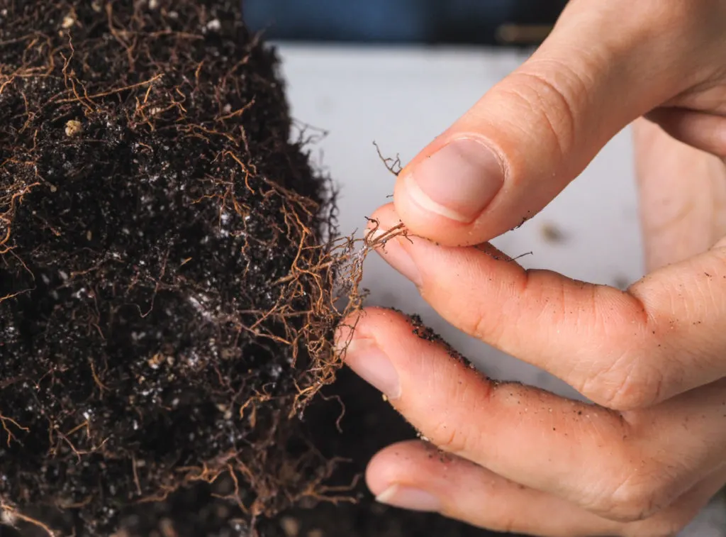 Fingers pull brown roots away from a root ball to show root rot damage.