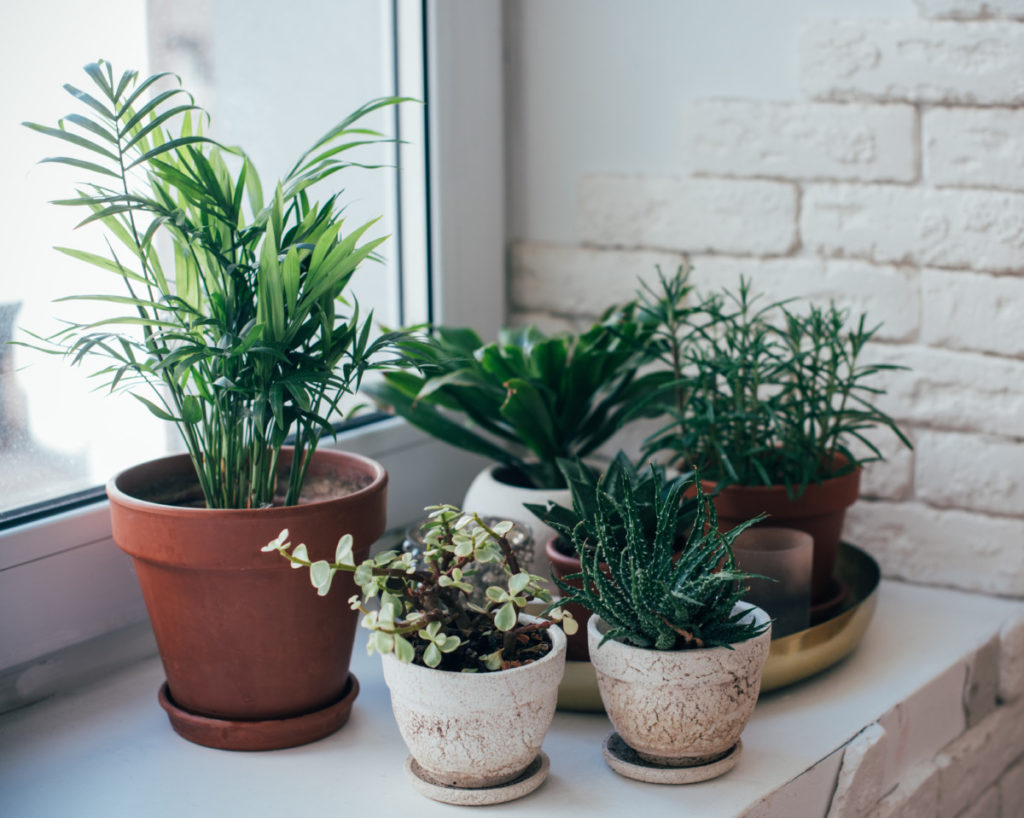 A collection of healthy potted houseplants sits on a sunny windowsill.