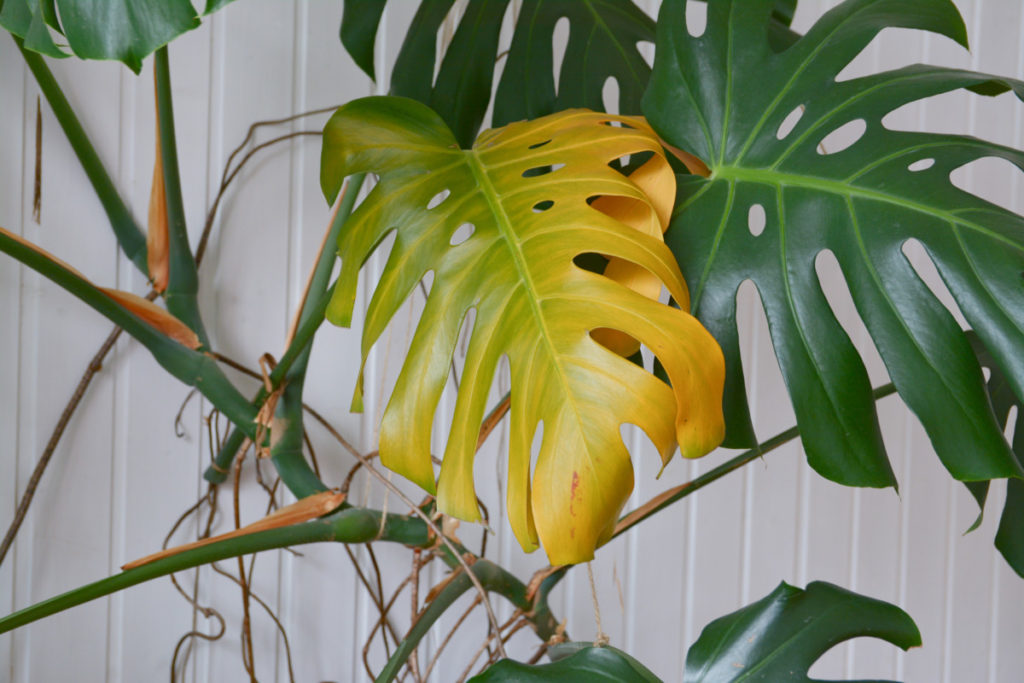 A large monstera with a yellow, droopy leaf.