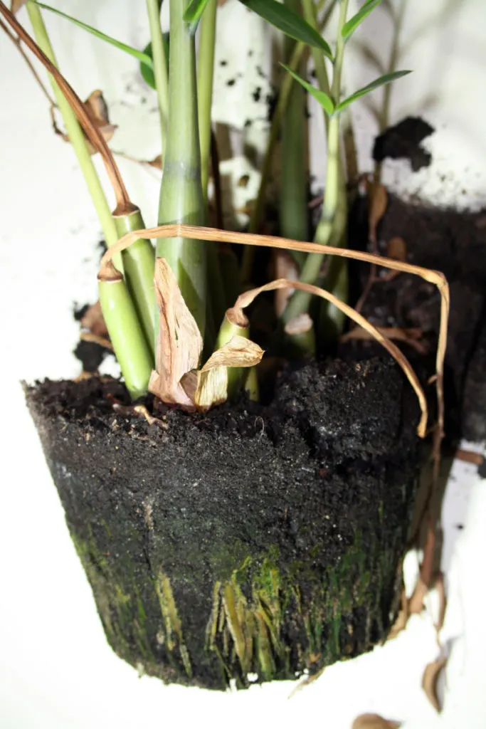 A houseplant with the pot removed to reveal brown and green rotted roots. 