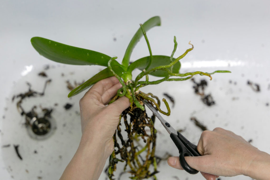 Hands are shown trimming the roots of an orchid with scissors. This is being done over a white sink.