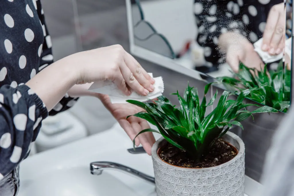 A woman in a polka dot shirt is wiping down the leaves of a plant at a sink. 