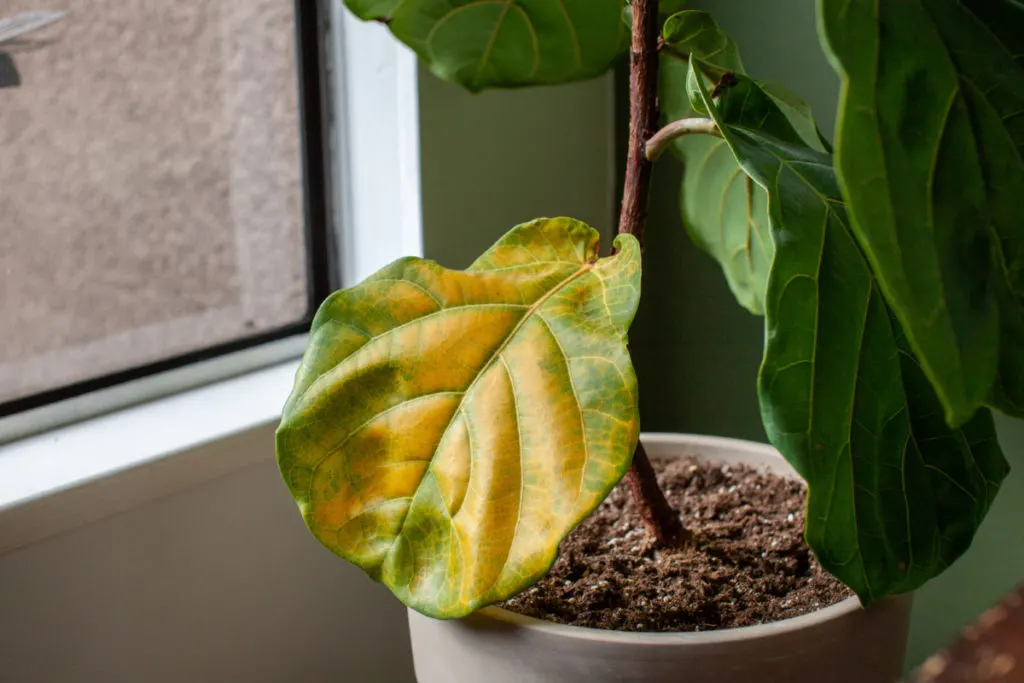 A fiddled leaf fig shows signs of root rot with a large yellowed leaf and overall droopy appearance.