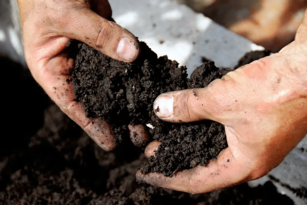 A mans hands hold compost.