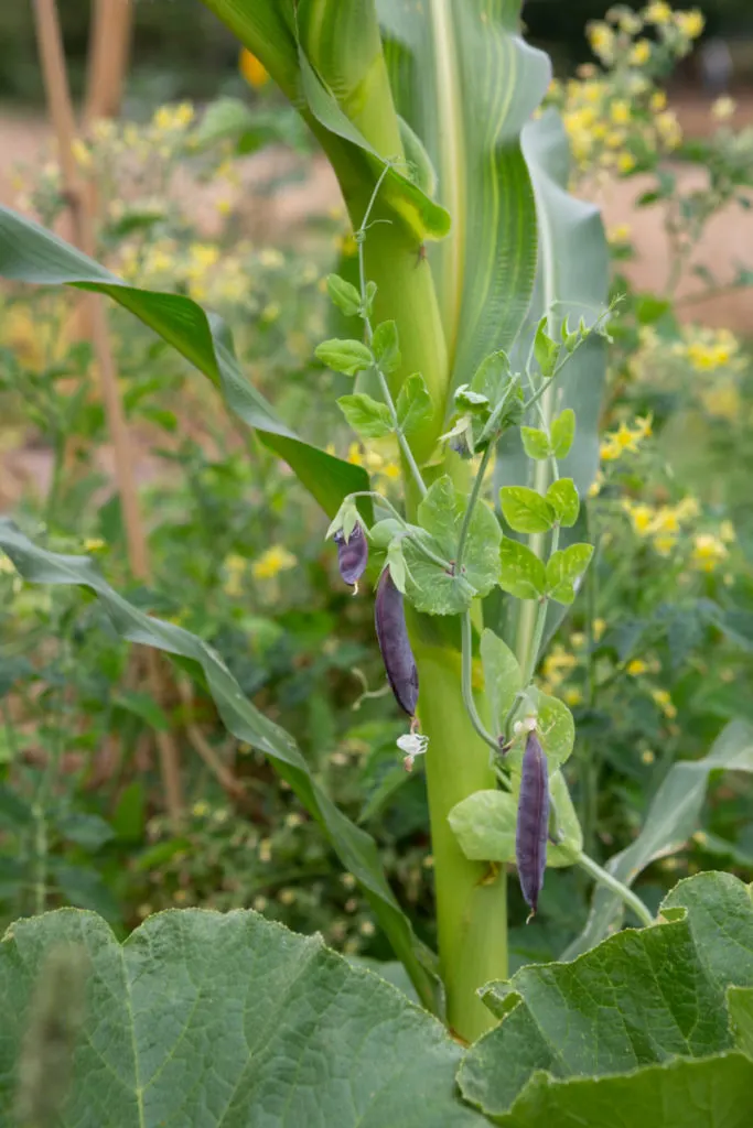 King Tut peas grow up a corn stalk. 