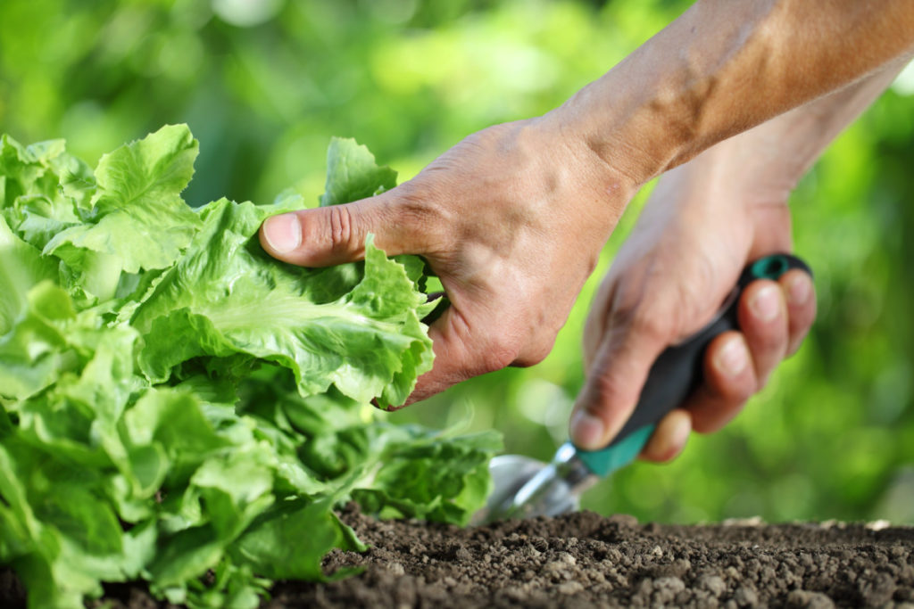 Hands are picking lettuce from a garden. 