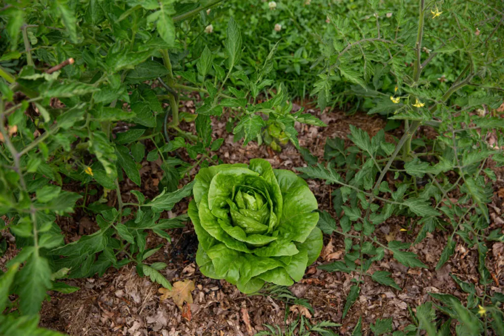 A head of lettuce grows among tomato plants. 