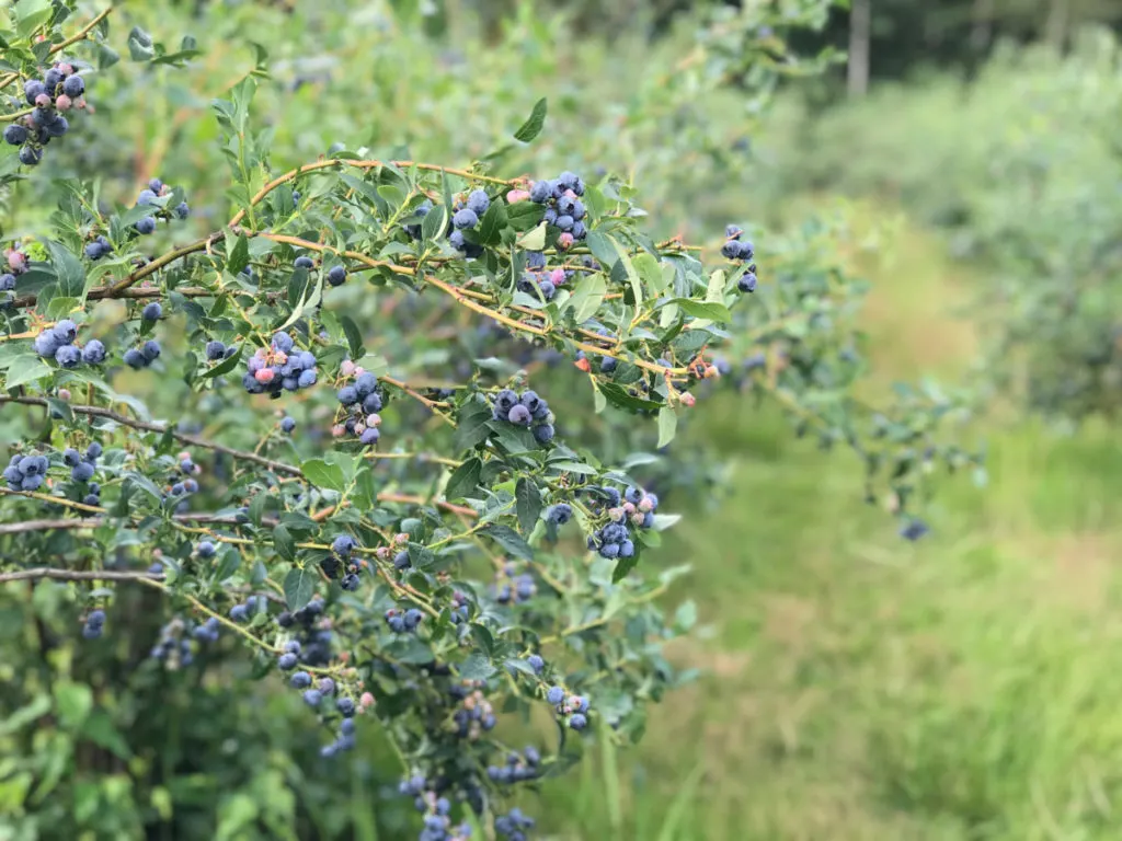 Close up of branches covered in blueberries in a row of blueberry bushes.