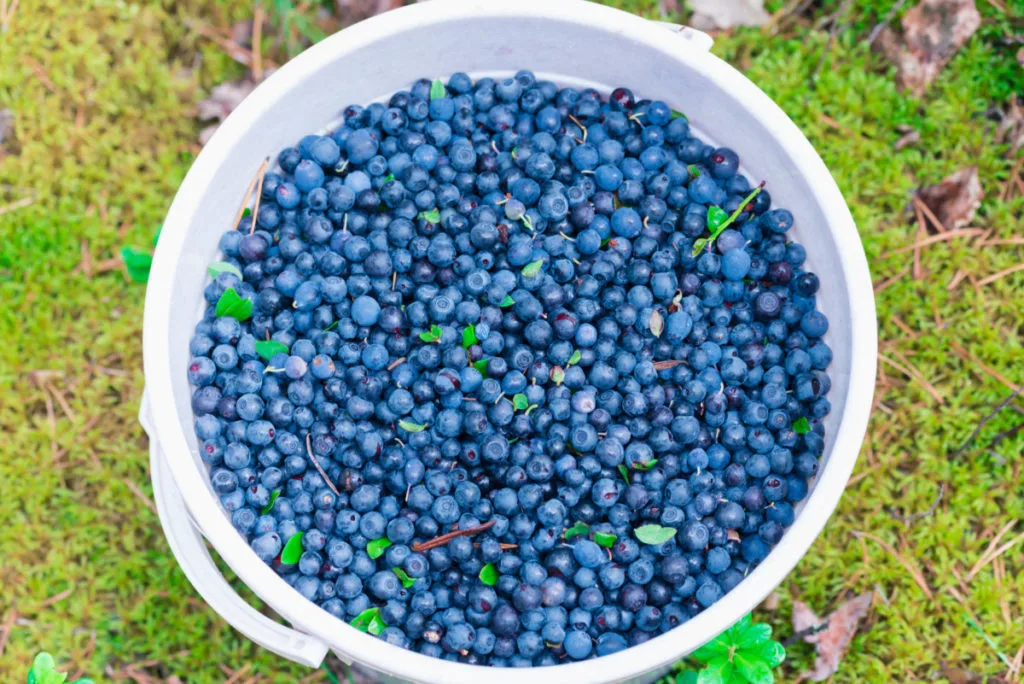 A bucket full of blueberries.