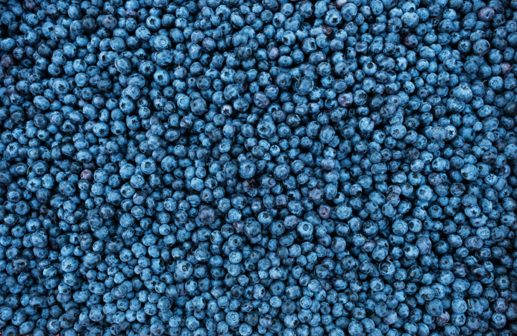 Full-frame photo of nothing but ripe blueberries.