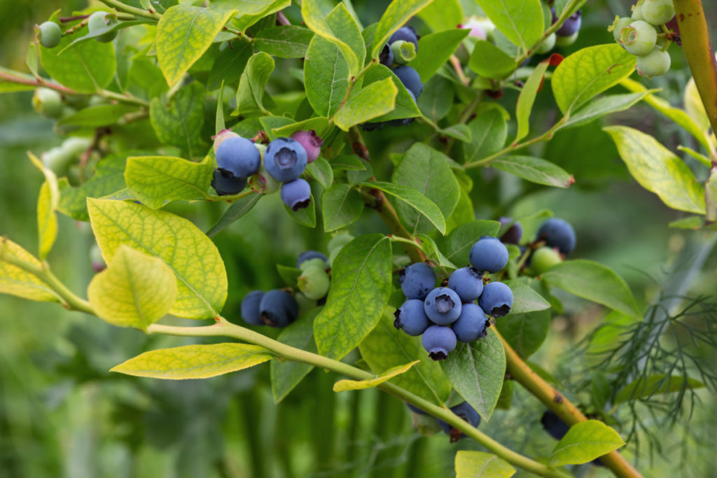 Clusters of ripe and unripe blueberries growing on a bush. 