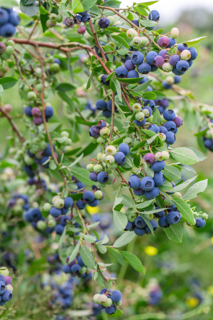 Beautiful blue and green blueberries hanging from the branches of a blueberry bush.