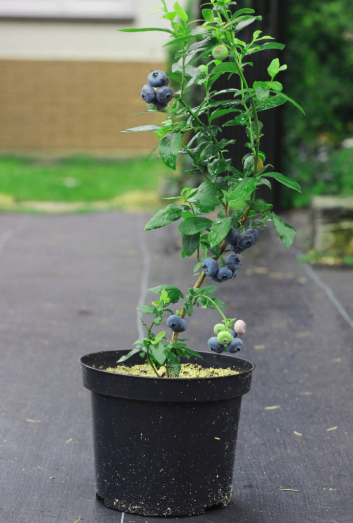 A blueberry bush in a container at a nursery.