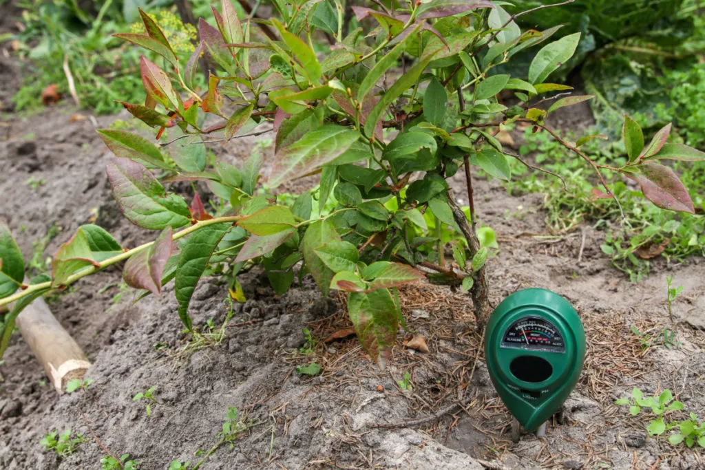 A soil ph meter has been stuck in the ground next to a small blueberry bush.