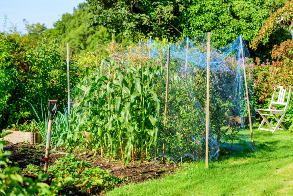 A garden with a tent of netting over a couple of blueberry bushes.