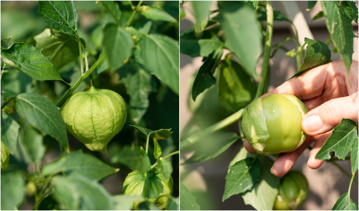 Cross-Pollination for Tomatillos: How Different Varieties Can Help You Grow a Bountiful & Delicious Harvest!