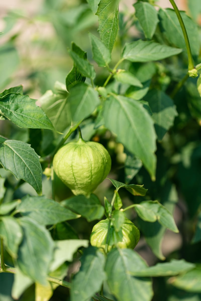How To Grow Tomatillos 200 Fruits Per Plant!