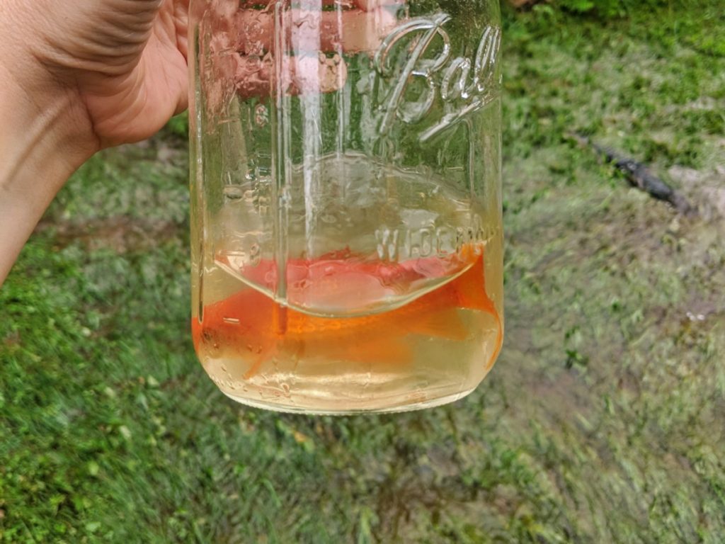 I'm holding a mason jar with dirty water and a goldfish in it. In the background my yard is flooded.
