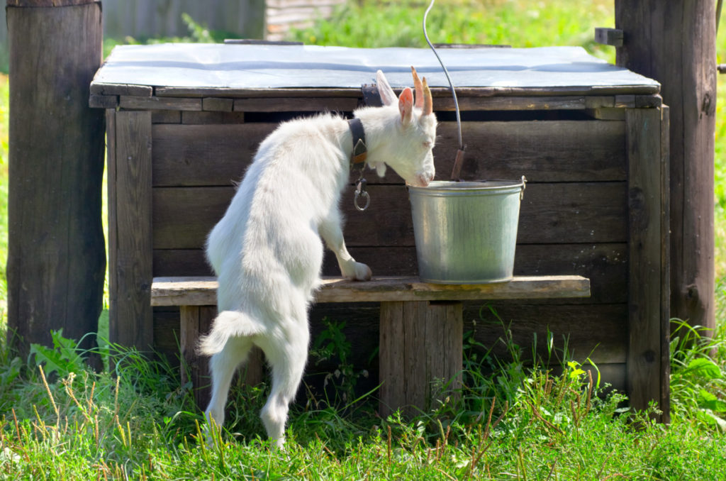 A goat drinking water from a pail on a bench. 
