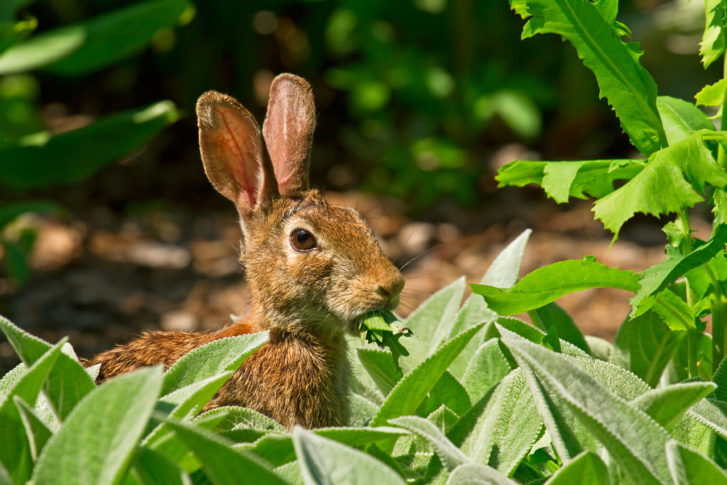 A wild rabbit is munching on some lettuce in a garden 