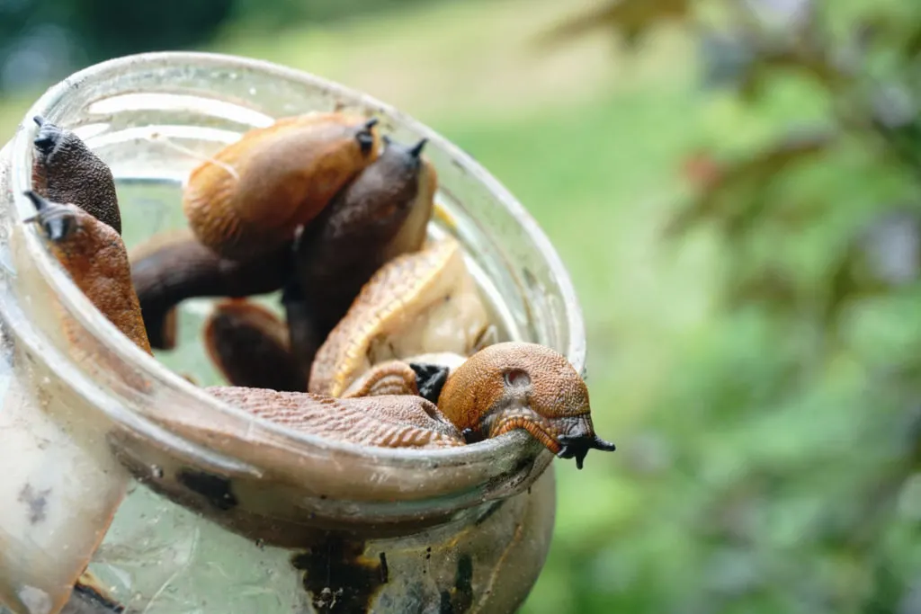 Several slugs crawling out of a jar.