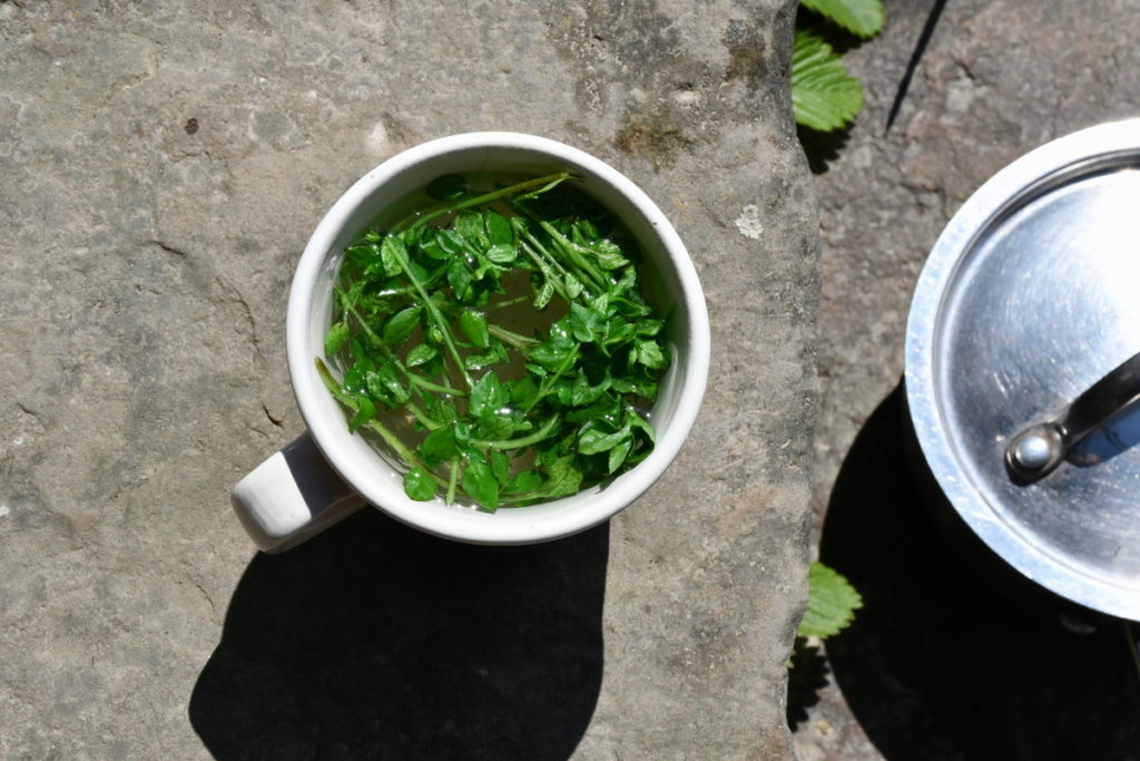 A mug filled with hot water and chickweed stems is sitting on top of a rock. Next to the mug is a saucepan with the lid on it. The mug and pan are outside on a rock in the sun.